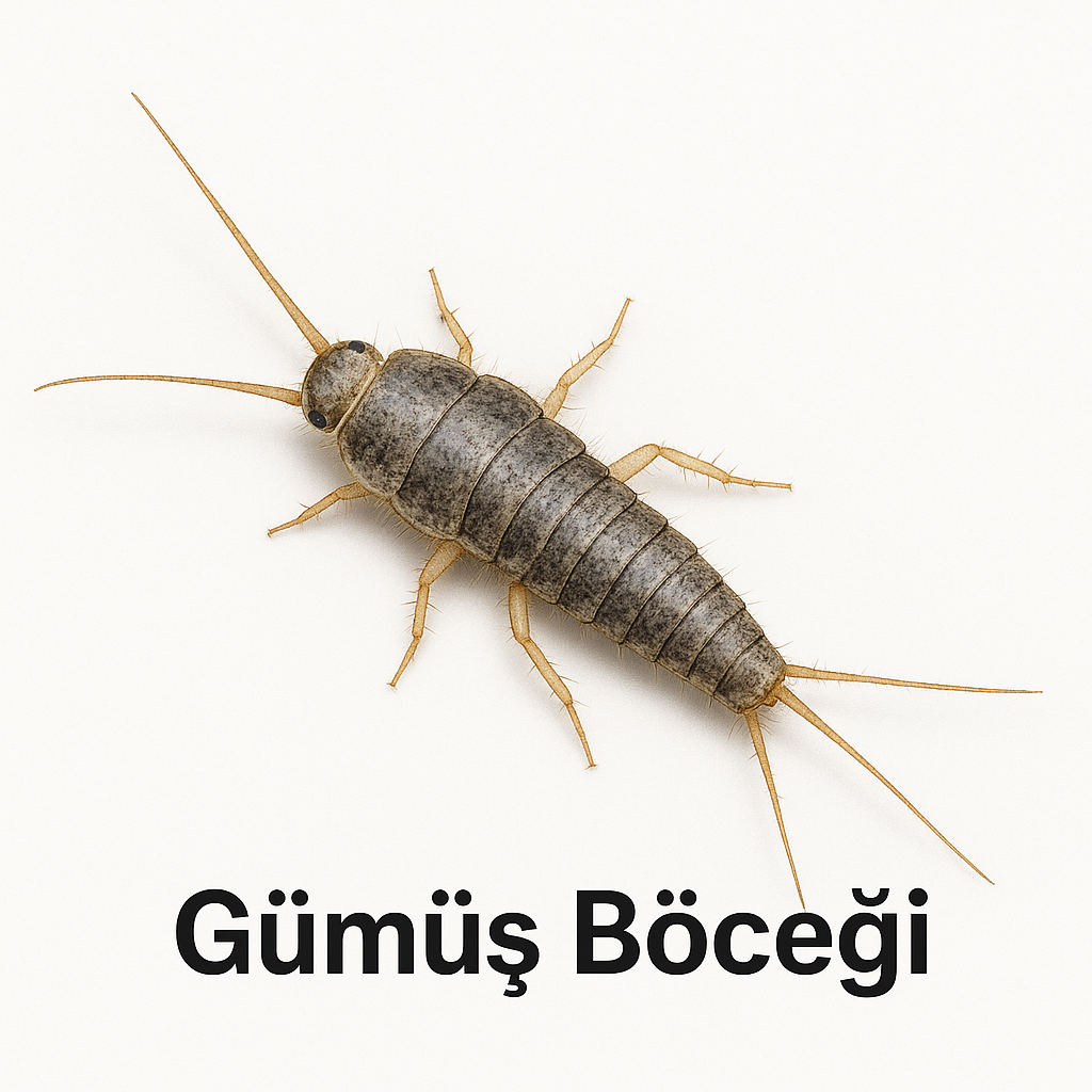 Gümüş Böceği İlaçlama