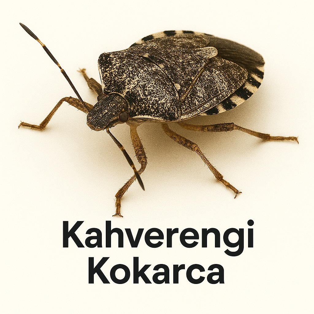 Kahverengi Kokarca İlaçlama