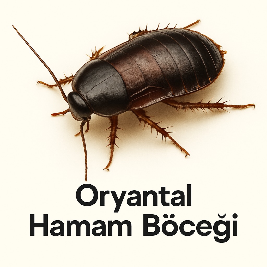 Oryantal Hamam Böceği İlaçlama